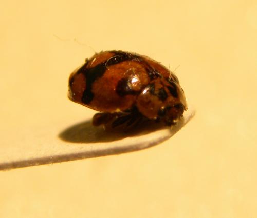 Adalia decempunctata