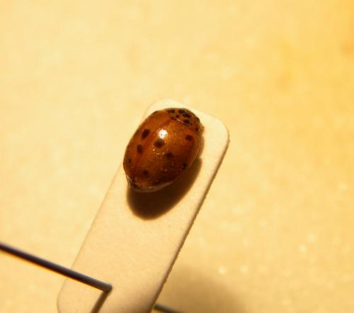 Adalia decempunctata
