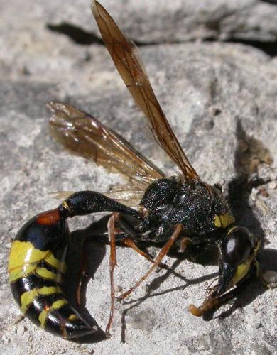 Delta unguiculatum