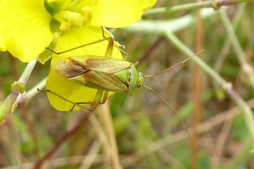 Closterotomus norwegicus