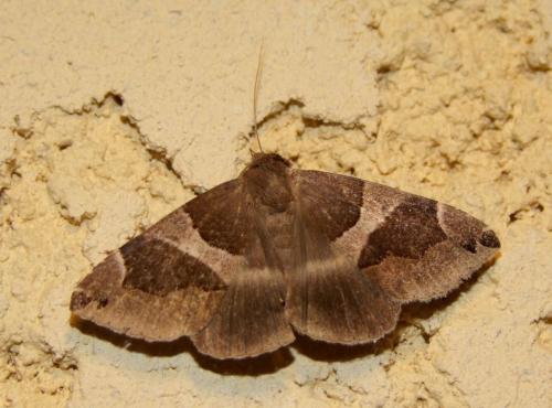 Réf. 94 981 : Dysgonia algira
