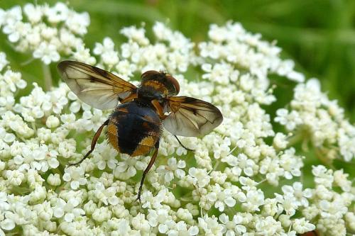 Ectophasia crassipennis