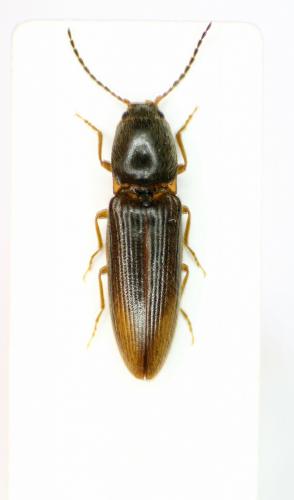 Réf. 94 667 : Athous vittatus