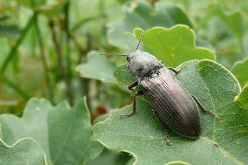 Selatosomus latus