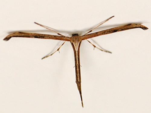 Réf. 94 708 : Emmelina monodactyla