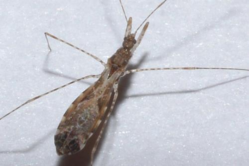 Empicoris culiciformis