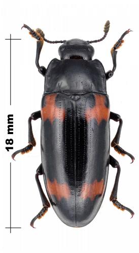 Megalodacne sp.