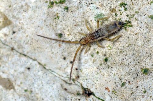 Entomobrya muscorum