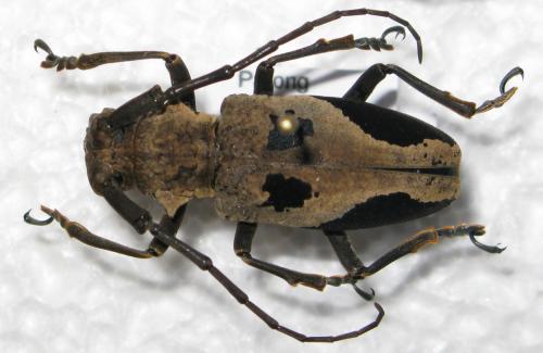Epicedia maculatrix