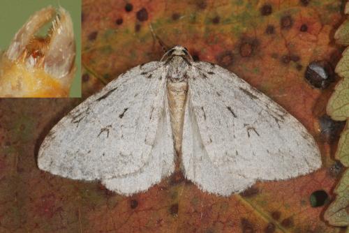 Epirrita christyi