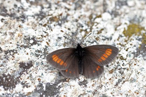 Erebia pharte