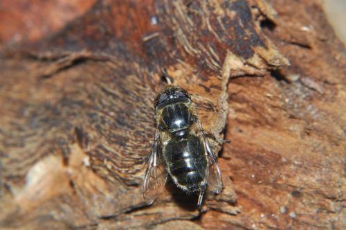 Eristalinus sepulchralis