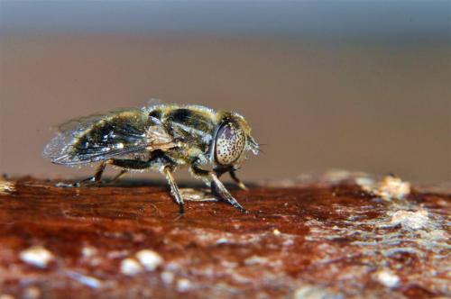 Réf. 94 547 : Eristalinus aeneus