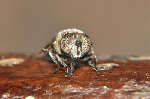 Réf. 94 560 : Eristalinus aeneus