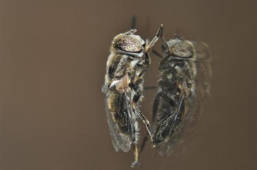 Réf. 94 548 : Eristalinus aeneus