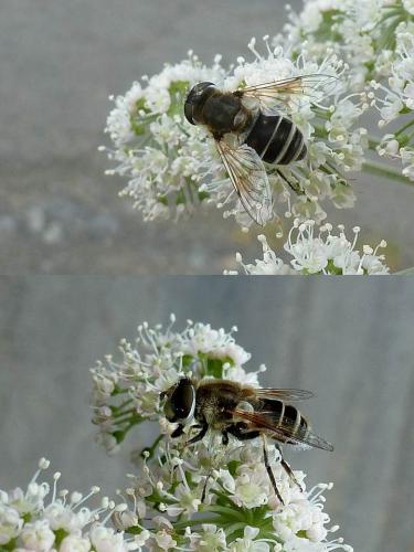 Eristalis arbustorum