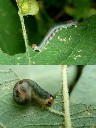 Euura hypoxantha