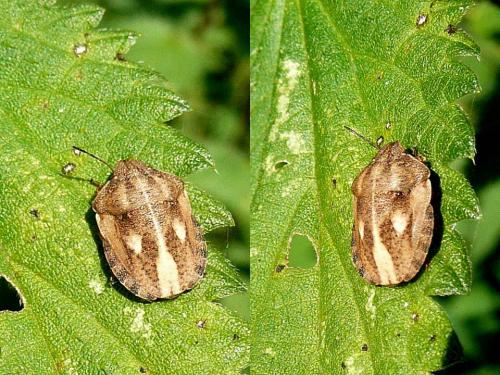 Eurygaster testudinaria