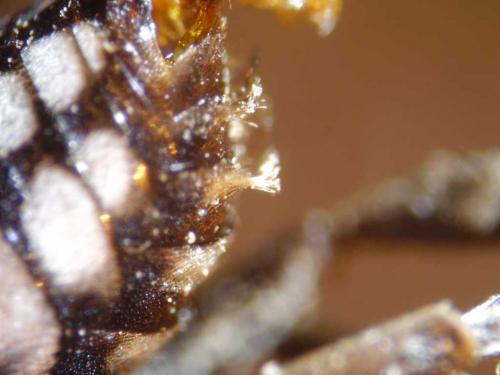 Epeolus fallax