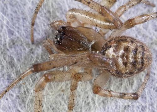 Zygiella x-notata