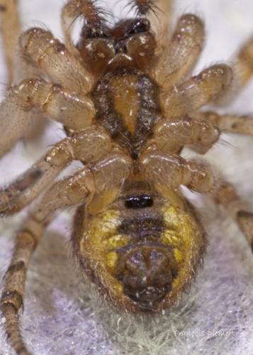Zygiella x-notata
