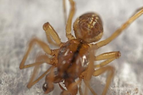 Pachygnatha clercki