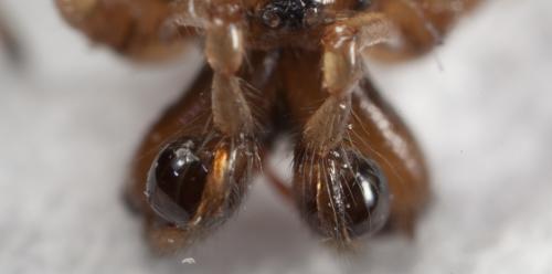 Réf. 94 905 : Pachygnatha clercki
