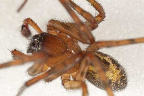 Réf. 94 907 : Amaurobius similis