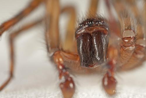 Amaurobius similis