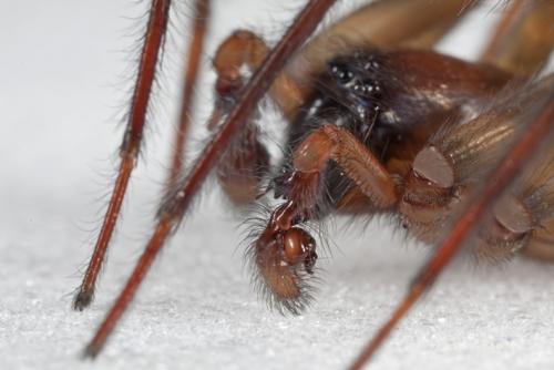 Amaurobius similis