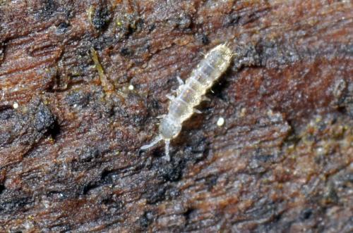 Folsomia sexoculata