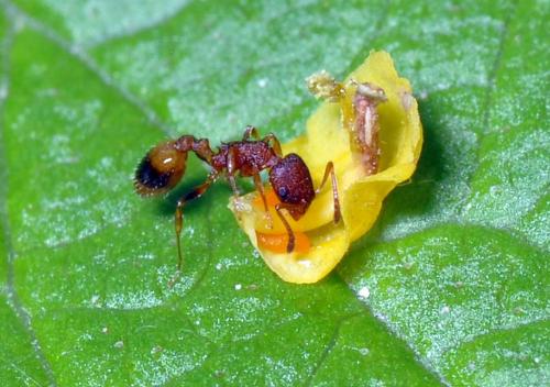 Temnothorax unifasciatus