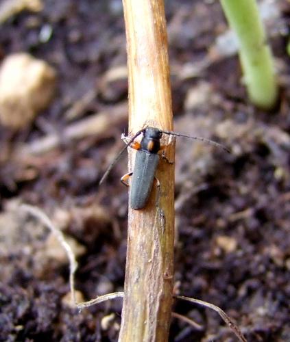 Phytoecia pustulata