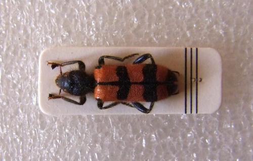 Réf. 94 697 : Trichodes leucopsideus