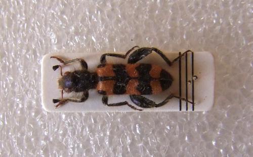 Réf. 94 698 : Trichodes leucopsideus