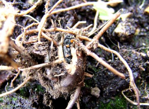 Phytoecia pustulata