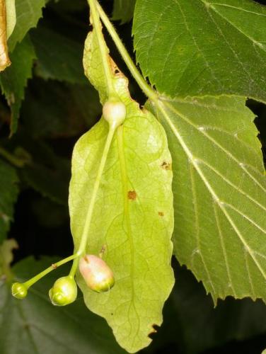 Contarinia tiliarum