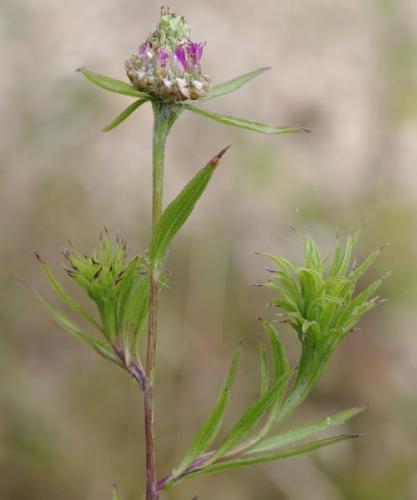 Réf. 94 751 : Aceria sp.