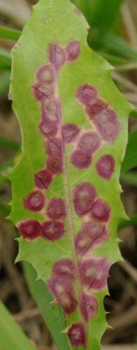 Réf. 94 726 : Cystiphora taraxaci