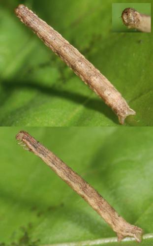 Réf. 94 600 : Nycterosea obstipata
