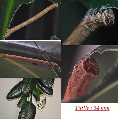 Réf. 94 292 : Peribatodes rhomboidaria