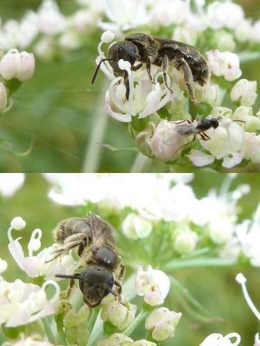 Lasioglossum sp.