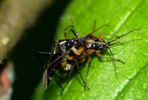 Harpocera thoracica