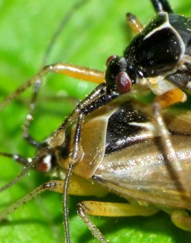 Harpocera thoracica
