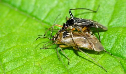 Harpocera thoracica