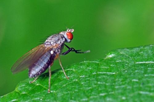 Réf. 94 677 : Trixoscelis sp.