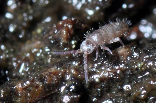 Heteromurus major