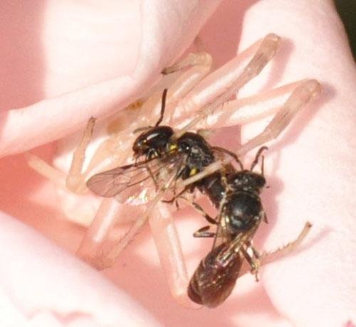 Hylaeus sp.