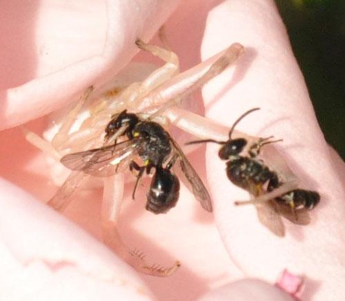 Hylaeus sp.