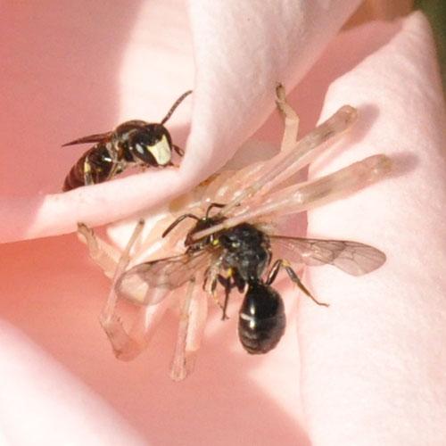Hylaeus sp.